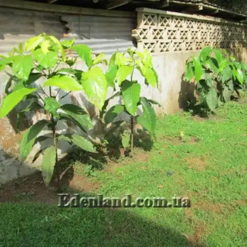 Изображение Бороджо Патиньо - Borojoa patinoi