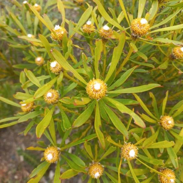 Изображение мужские соцветия