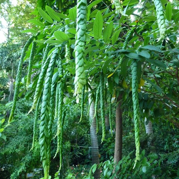 Зображення Філлодій гарний - Phyllodium pulchellum 