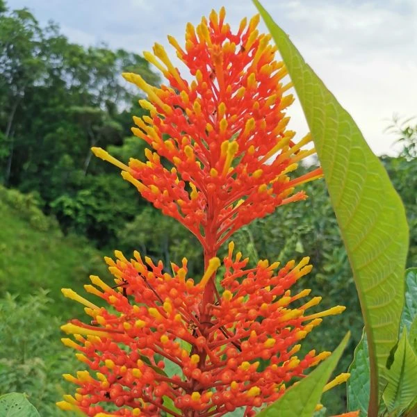 Зображення Ісертія Хенке - Isertia haenkeana 