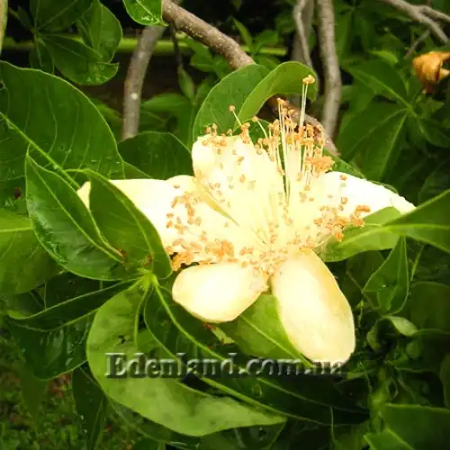 Зображення квітка