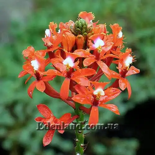 Изображение Эпидендрум однобокий  - Epidendrum secundum 