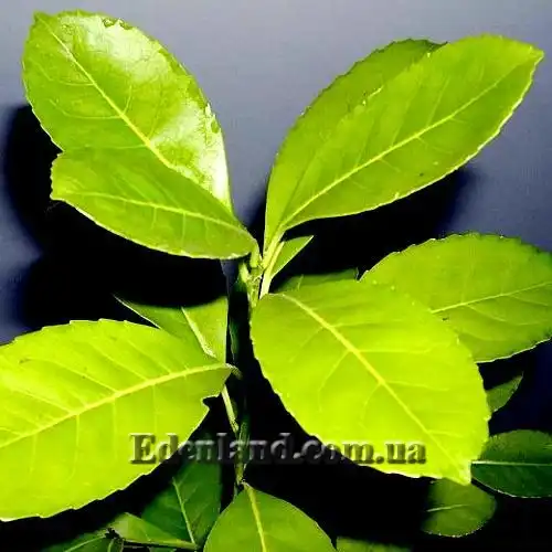 Изображение Падуб парагвайский - Ilex paraguariensis