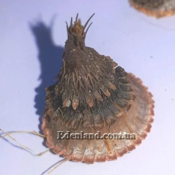 Изображение Кодонориза микранта  - Codonorhiza micrantha