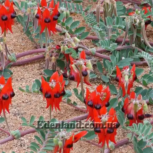 Изображение цветущее растение