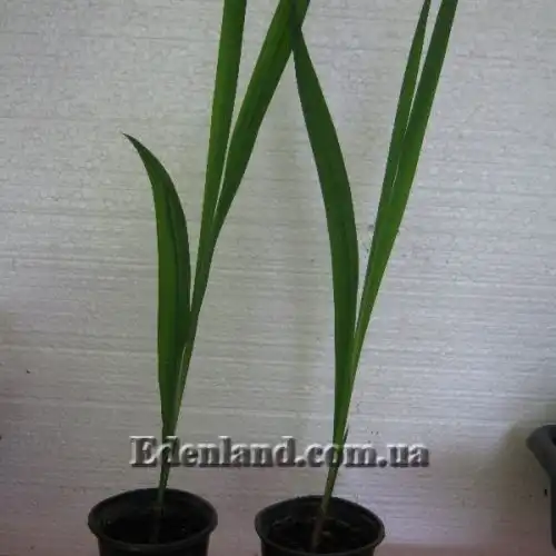 Изображение саженцы в продаже