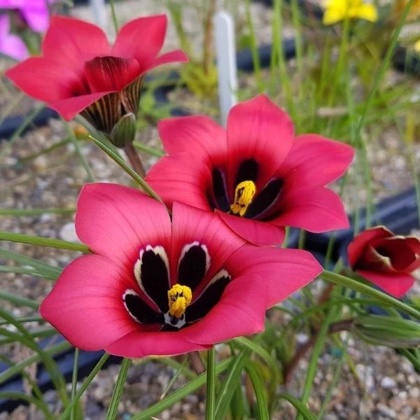 Ромулея однобратна - Romulea monadelpha