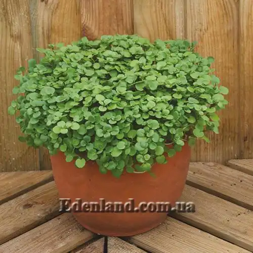 Изображение Настурция лекарственная - Nasturtium officinale