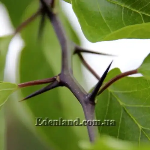 Изображение колючки в пазухах листьев