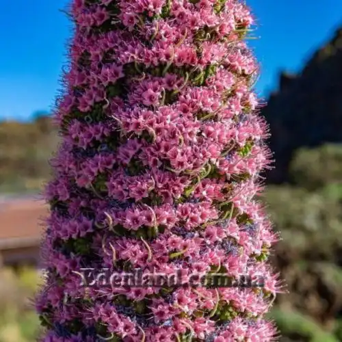 Зображення Ехіум Рожевий Фонтан - Echium Pink Fountain