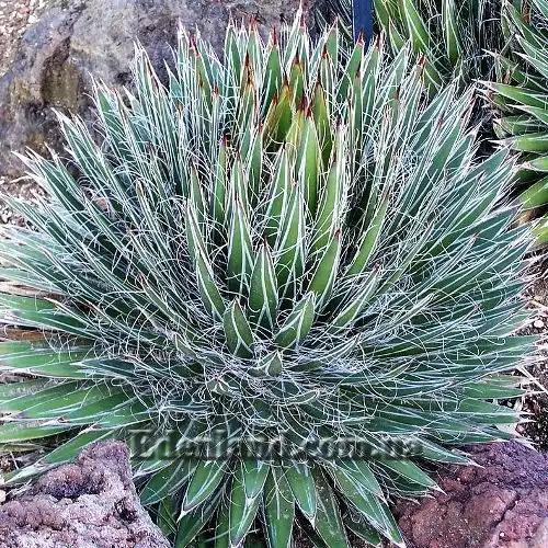 Зображення Агава нитконосна підвид Шідігера - Agave filifera ssp. schidigera