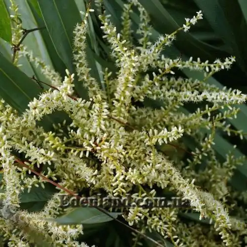 Зображення Сереноа повзуча - Serenoa repens