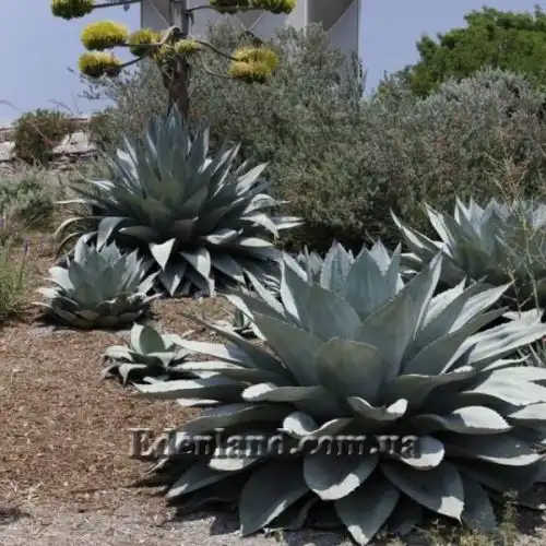 Изображение Агава яйцелистная (Гигант) - Agave ovatifolia (Giant)