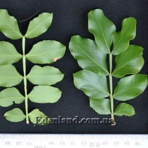 Зображення Шотія короткопелюсткова - Schotia brachypetal