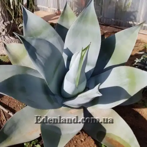 Изображение Агава Гуиенгола - Agave guiengola