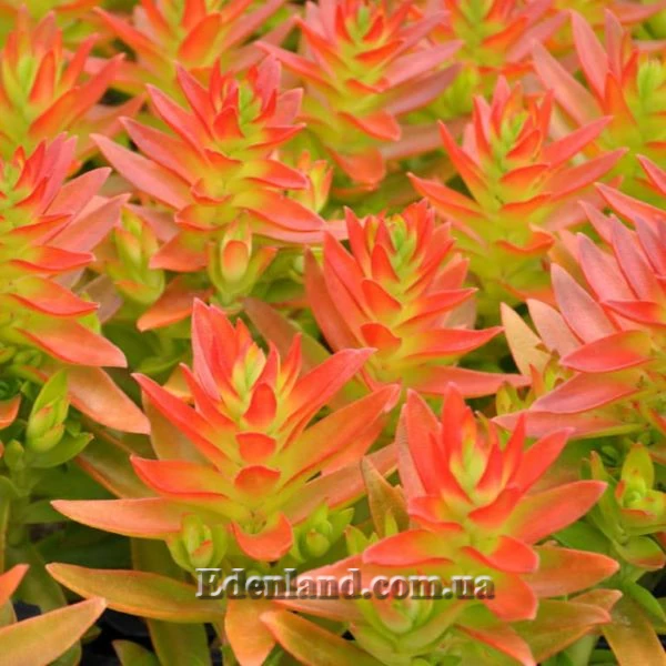 Изображение Крассула головчатая (костер) - Crassula capitella subsp. campfire