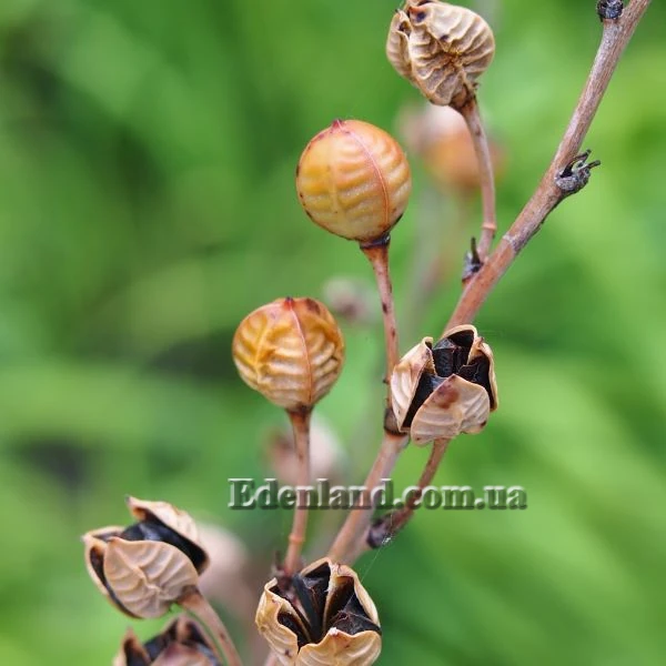 Изображение созревающие семена