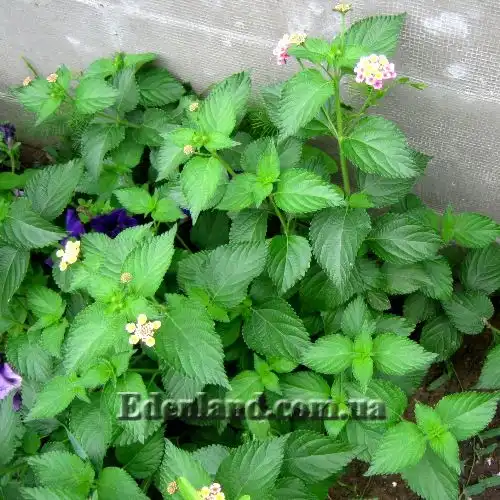 Изображение куст весной