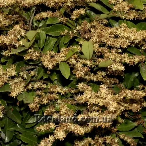 Изображение цветущее растение