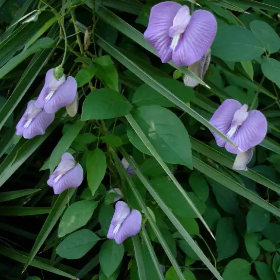 Изображение Центросема опушенная  - Centrosema pubescens