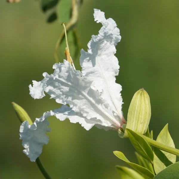 Зображення Баухінія Петерсона - Bauhinia petersiana