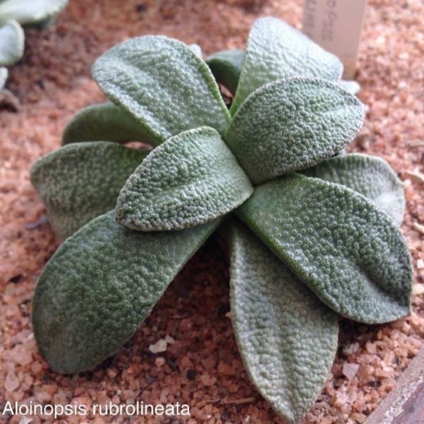 Зображення Алоїнопсис червонолінійний - Aloinopsis rubrolineata