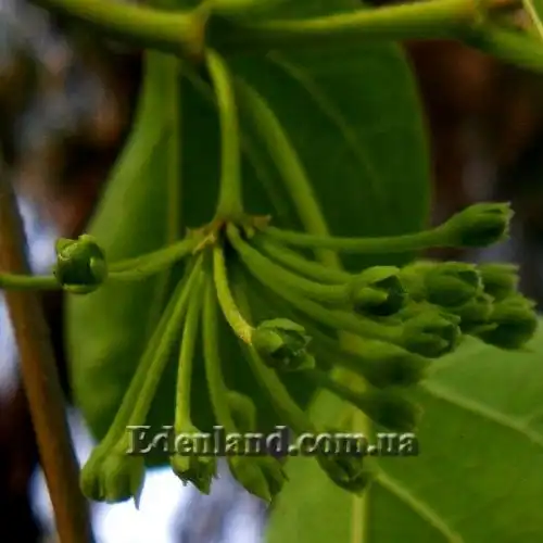 Изображение Дрежея вьющаяся - Dregea volubilis