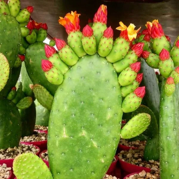 Зображення Тацинга неприємна - Tacinga inamoena 