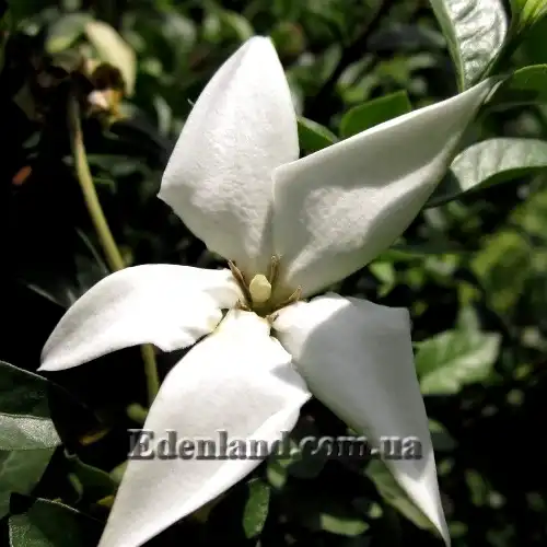 Изображение цветок