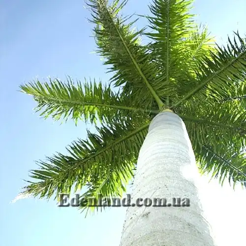 Изображение ствол