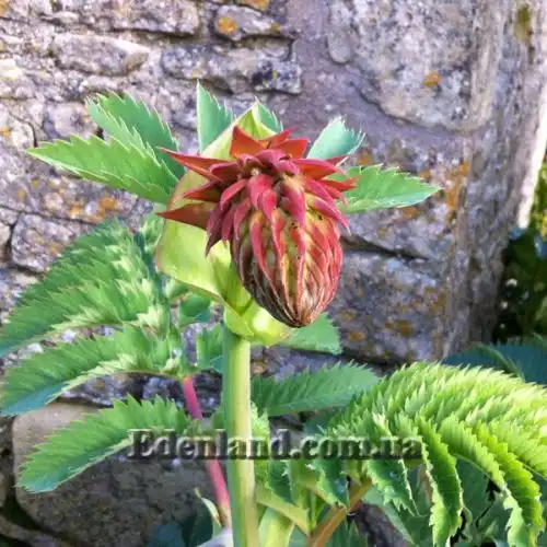 Зображення Меліантус великий - Melianthus major 