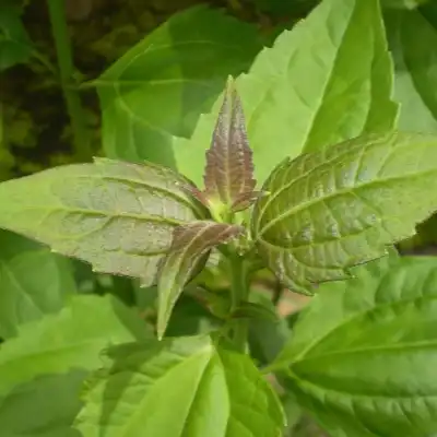 Изображение Хромолена душистая  - Chromolaena odorata