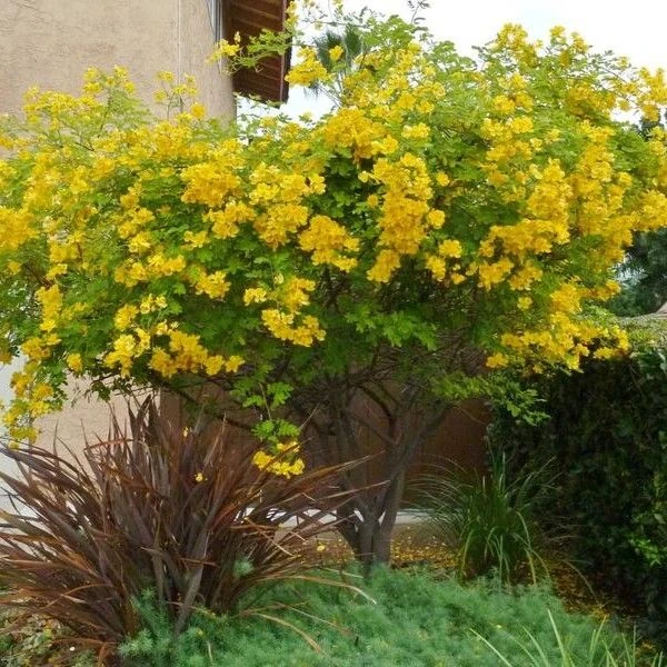 Изображение Сенна щитковидная - Senna corymbosa 