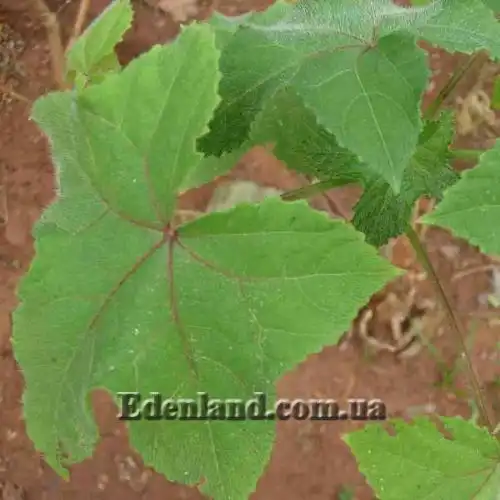 Изображение лист