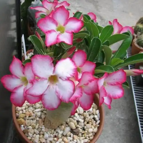 Новые поступления семян в мае 2014 года