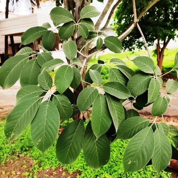 Изображение Хандроантус импетигинозный  - Handroanthus impetiginosa