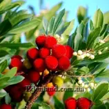 Изображение Арбутус обыкновенный - Arbutus unedo
