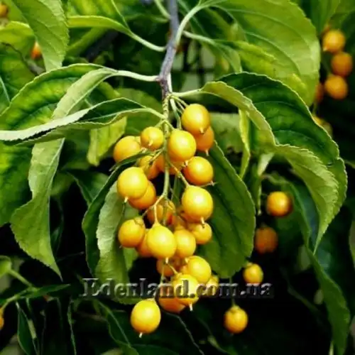 Изображение Целаструс метельчатый - Celastrus paniculatus