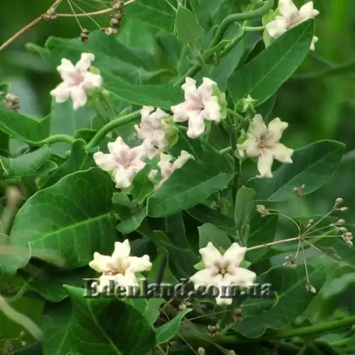 Изображение Арауджия вишнеплодная - Araujia sericifera