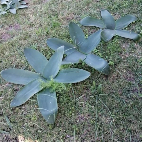 Изображение Брунсвигия восточная - Brunsvigia orientalis  