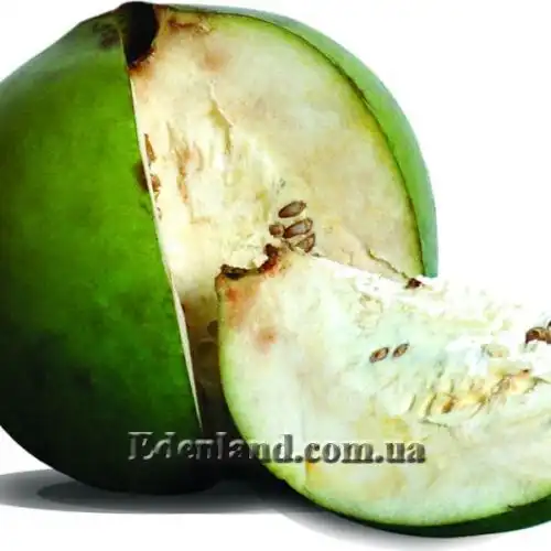 Изображение Бороджо Патиньо - Borojoa patinoi