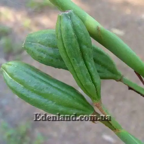 Изображение Диетес крупноцветковый       - Dietes grandiflora