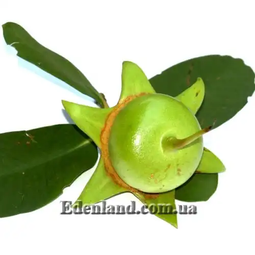 Изображение Соннератия сырная - Sonneratia caseolaris 