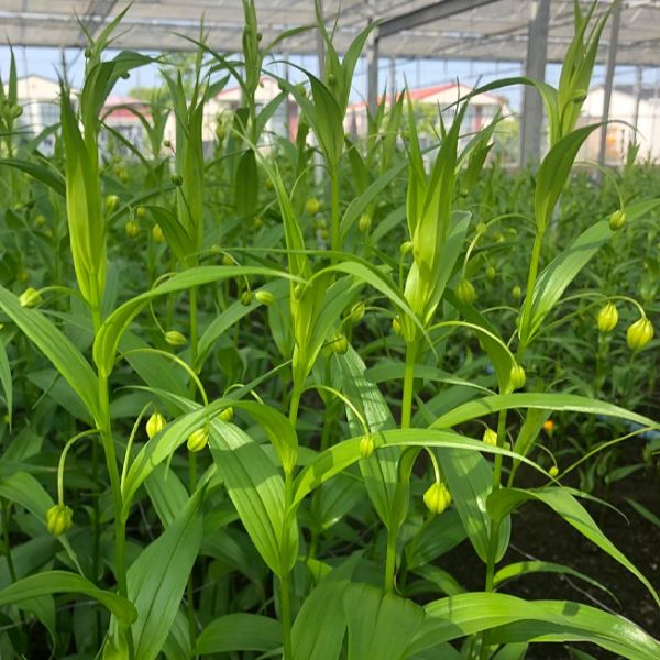 Изображение начало цветения