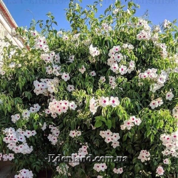 Изображение Пандорея жасминовидная - Pandorea jasminoides