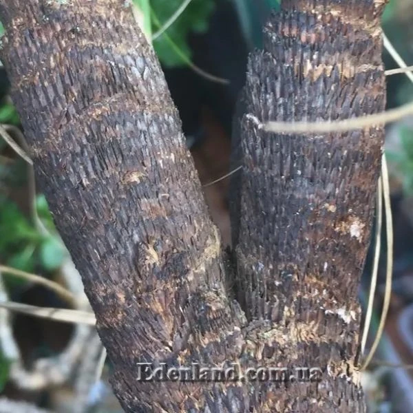 Зображення Ксерофіта сітчастожильчаста - Xerophyta retinervis