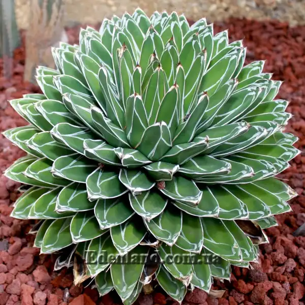 Зображення доросла рослина