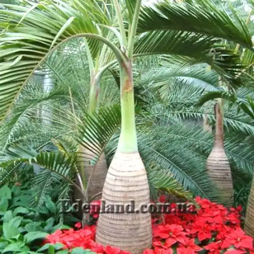 Изображение пальма в оранжерее