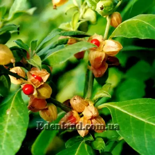 Зображення стиглі плоди