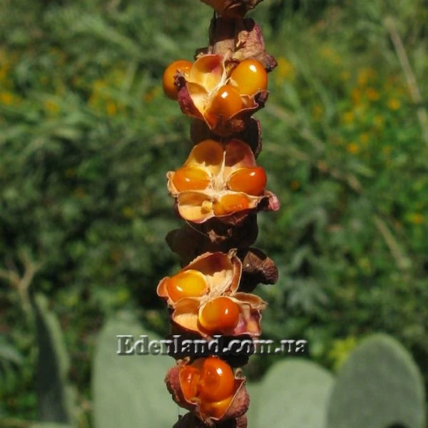 Изображение семена